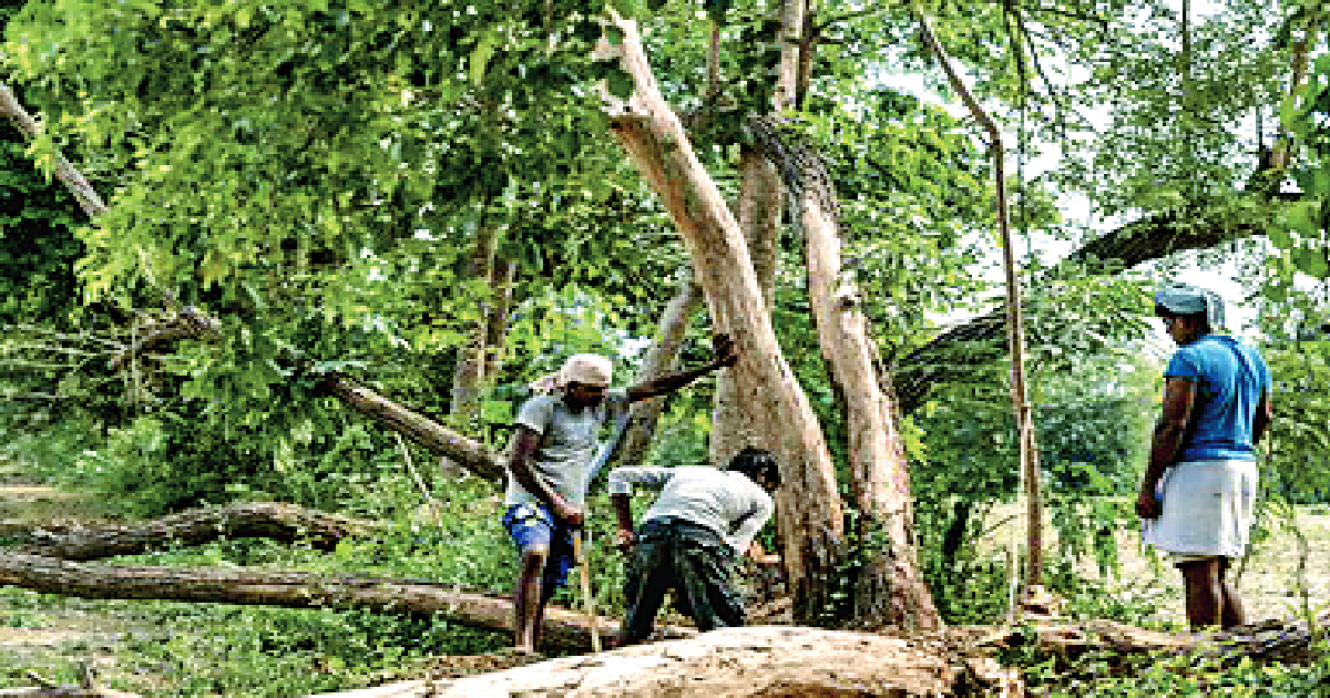 Police arrest 4 persons for cutting dozen trees in Bihar’s Muzaffarpur